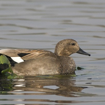 Gadwal Male